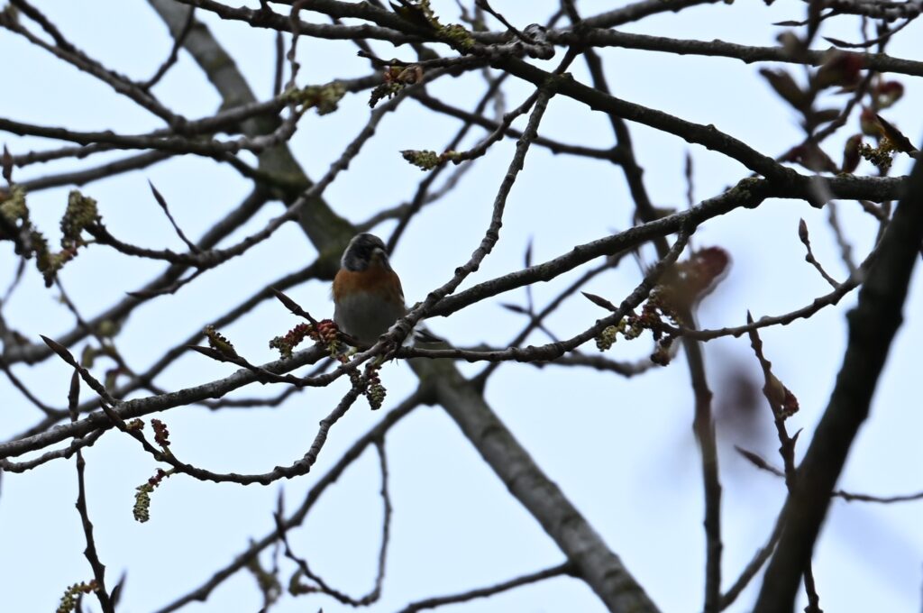 10 Matjes 260405 - Keep - foto Kees