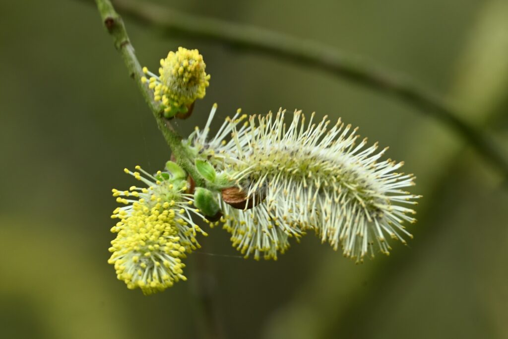 11 Matjes 260405 - Wilg (bloei) - foto Kees