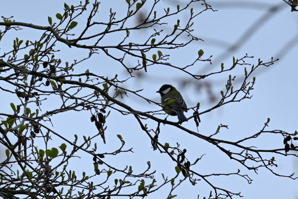 12 Matjes 260405 - Koolmees - foto Kees