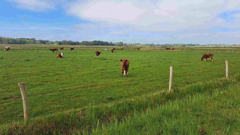 13 260425 Lage Vuchtpolder Breda - Weidegebied met koeien - Kees