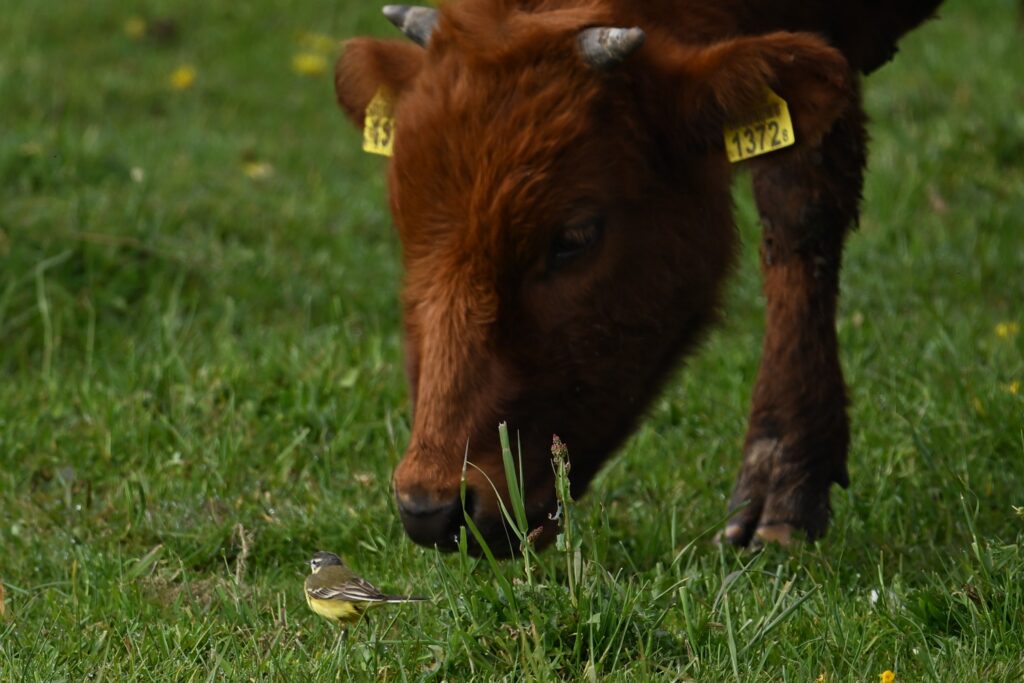 14 260425 Lage Vuchtpolder Breda - Koe met Gele kwikstaart - Kees