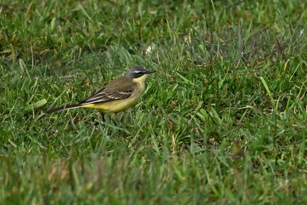 15 260425 Lage Vuchtpolder Breda - Gele kwikstaart - Kees