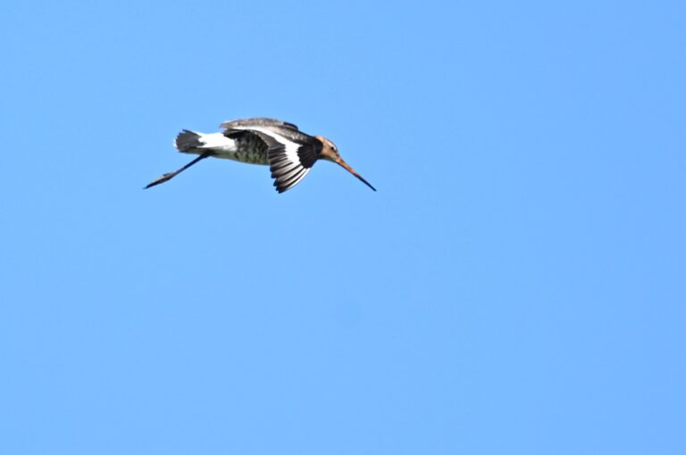 17 260425 Lage Vuchtpolder Breda - Grutto in vlucht - Kees