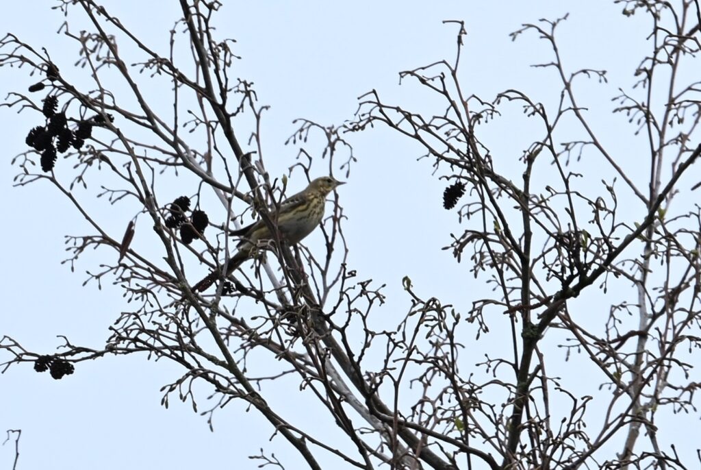 17 Matjes 260405 - Boompieper - foto Kees