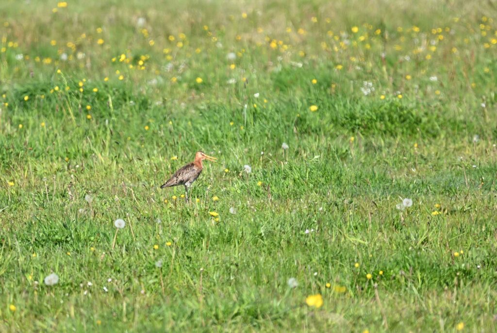 18 260425 Lage Vuchtpolder Breda - Grutto - Kees
