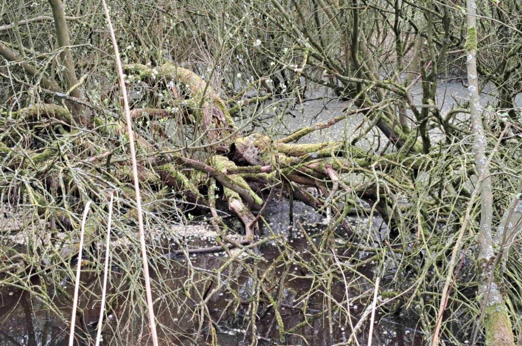 18 Matjes 260405 - Innige Boomgroei - foto Kees