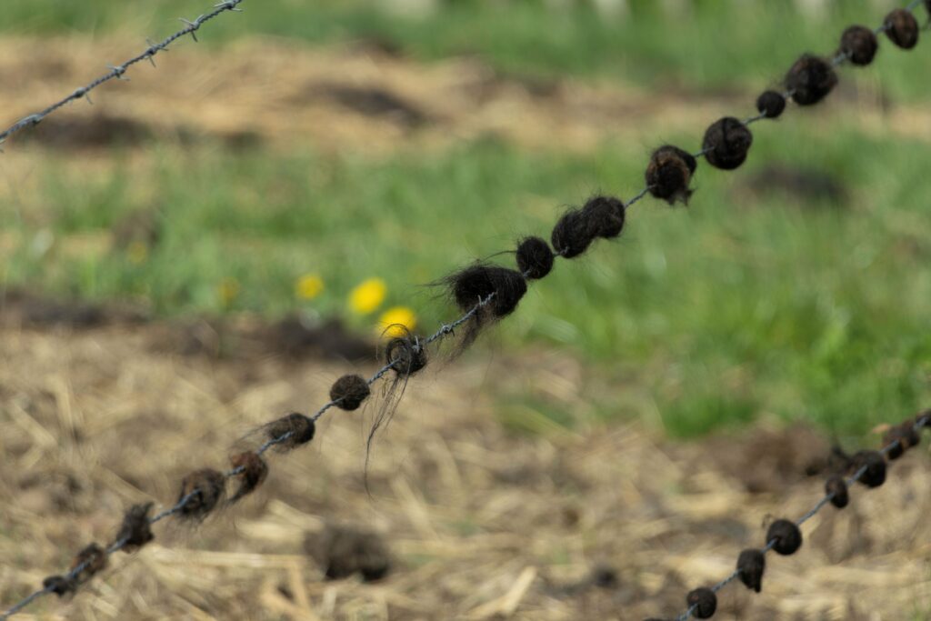 19 260425 Lage Vuchtpolder Breda - Schrikkeldraad - Heleen