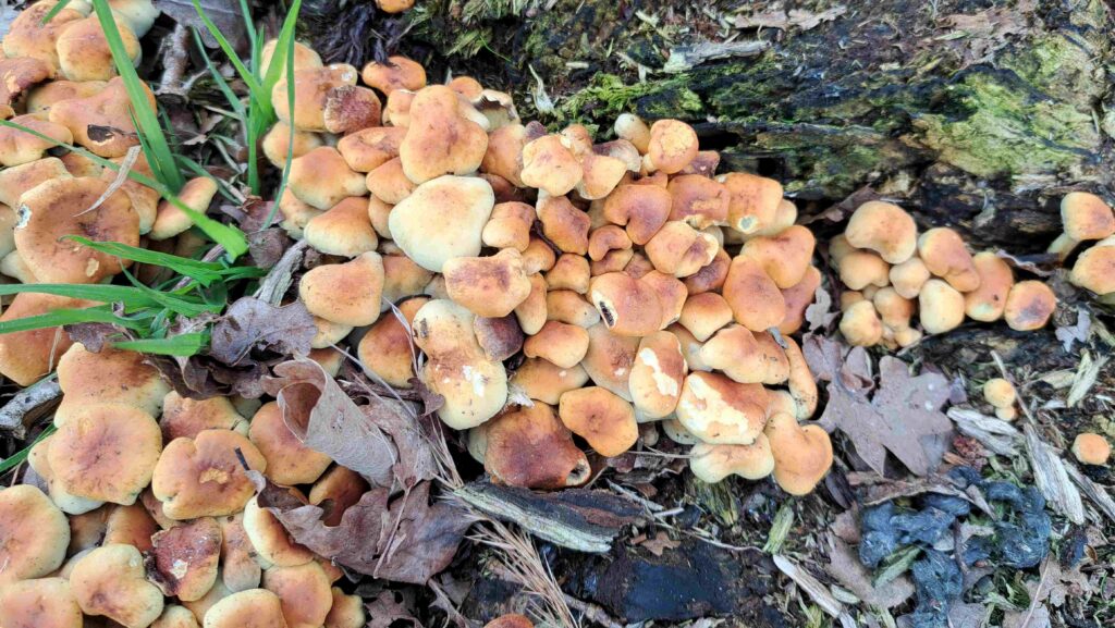 19 Matjes 260405 - Gewone zwavelkop - foto Kees