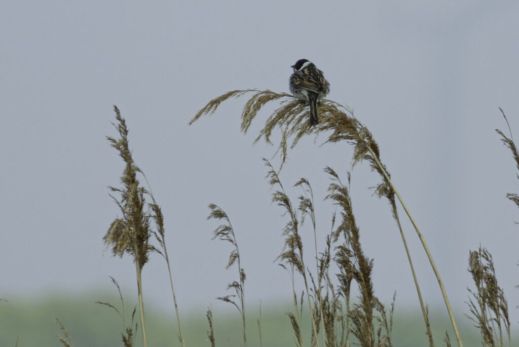 20 260425 Lage Vuchtpolder Breda - Rietgors - Heleen