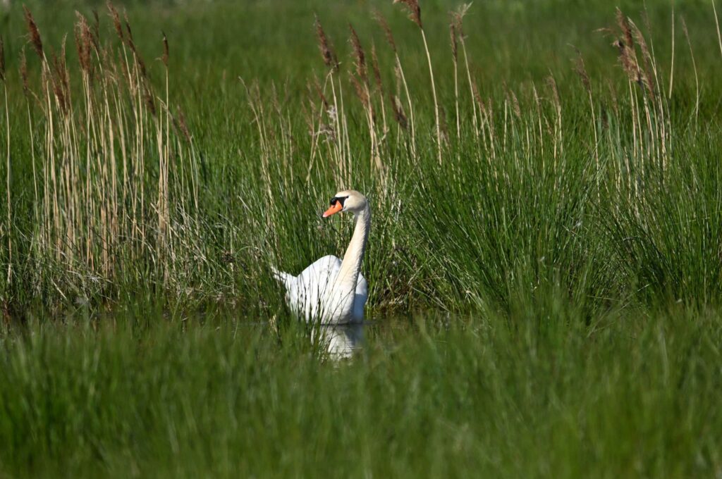 21 260425 Lage Vuchtpolder Breda - Knobbelzwaan - Kees