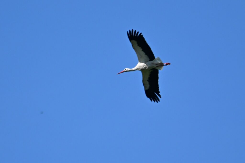 22 260425 Lage Vuchtpolder Breda - Ooievaar - Kees