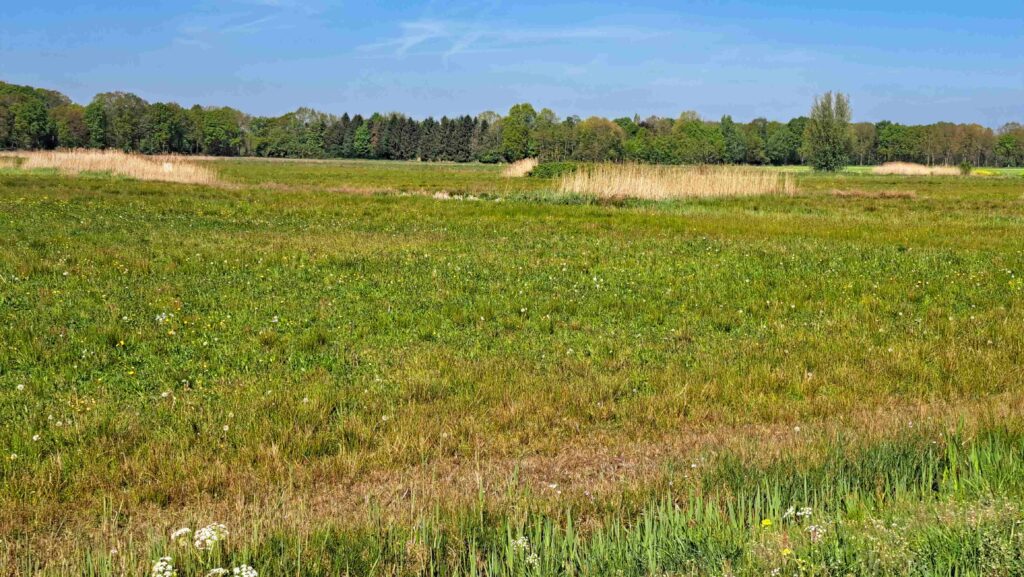 23 260425 Lage Vuchtpolder Breda - Wilde bloemenweide - Kees