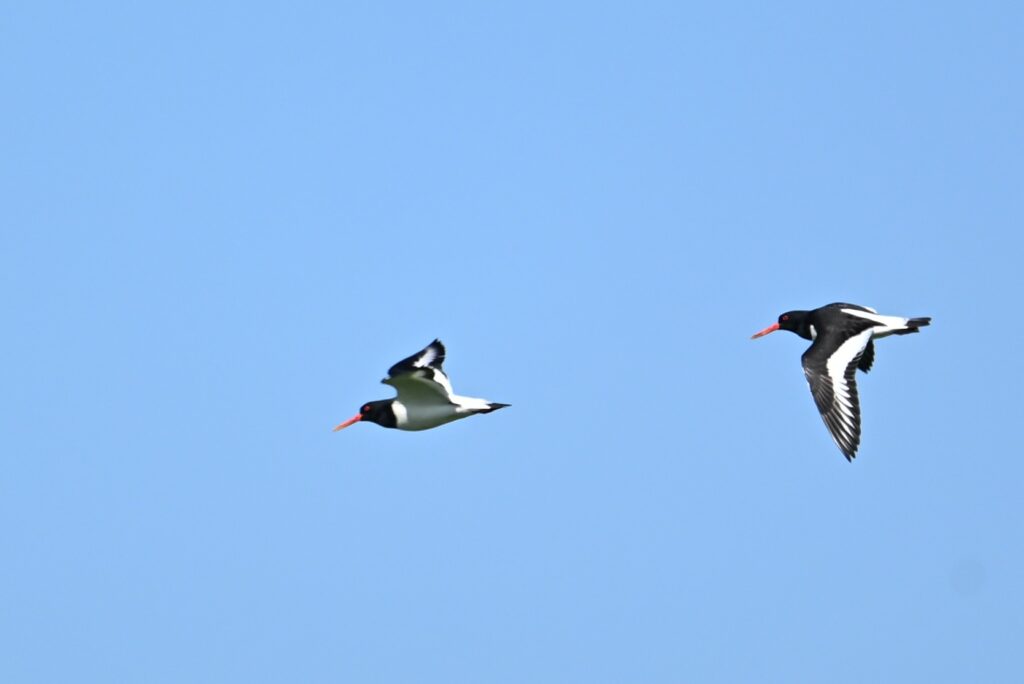 24 260425 Lage Vuchtpolder Breda - Scholeksters (in vlucht) - Kees