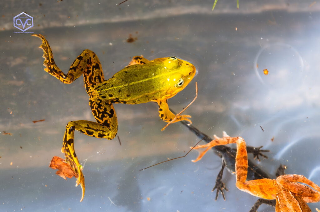260523 Waterbeesten zoeken in Krogten week van biodiversiteit 09