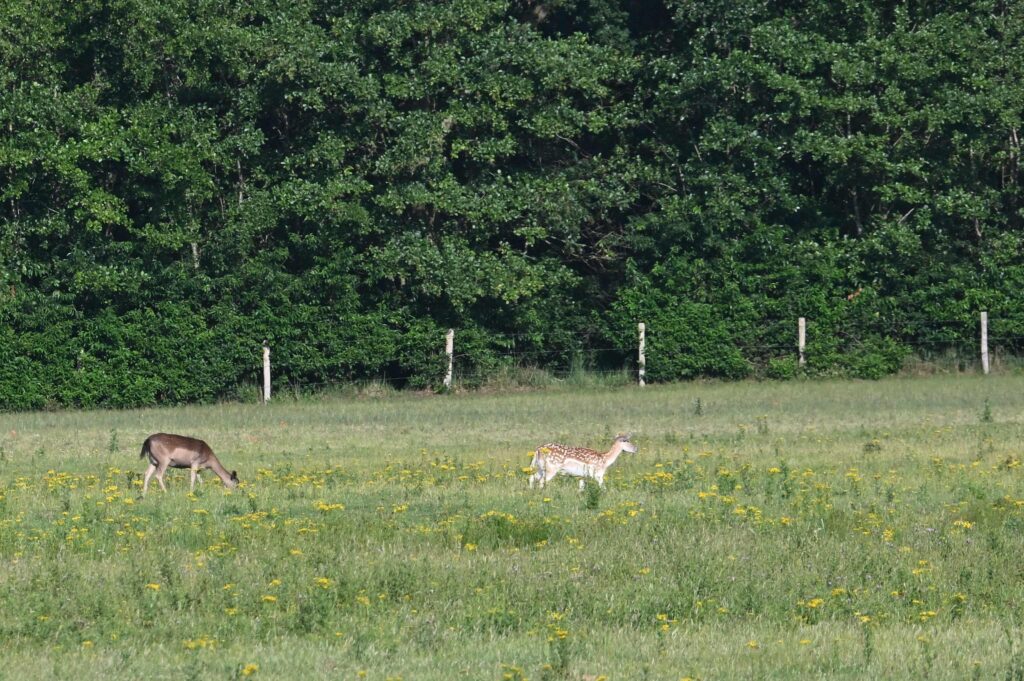 05 260628 Oranjezon - Damherten