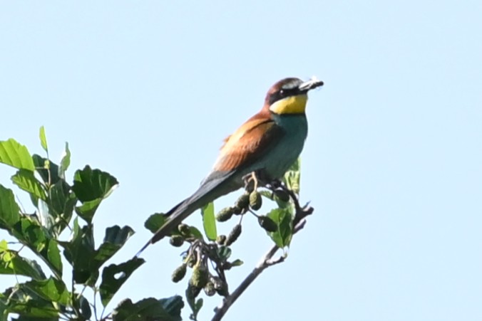 08 260628 Oranjezon - Bijeneter