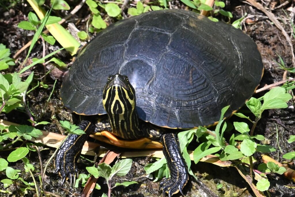 16 260628 Oranjezon - Geelbuikschildpad