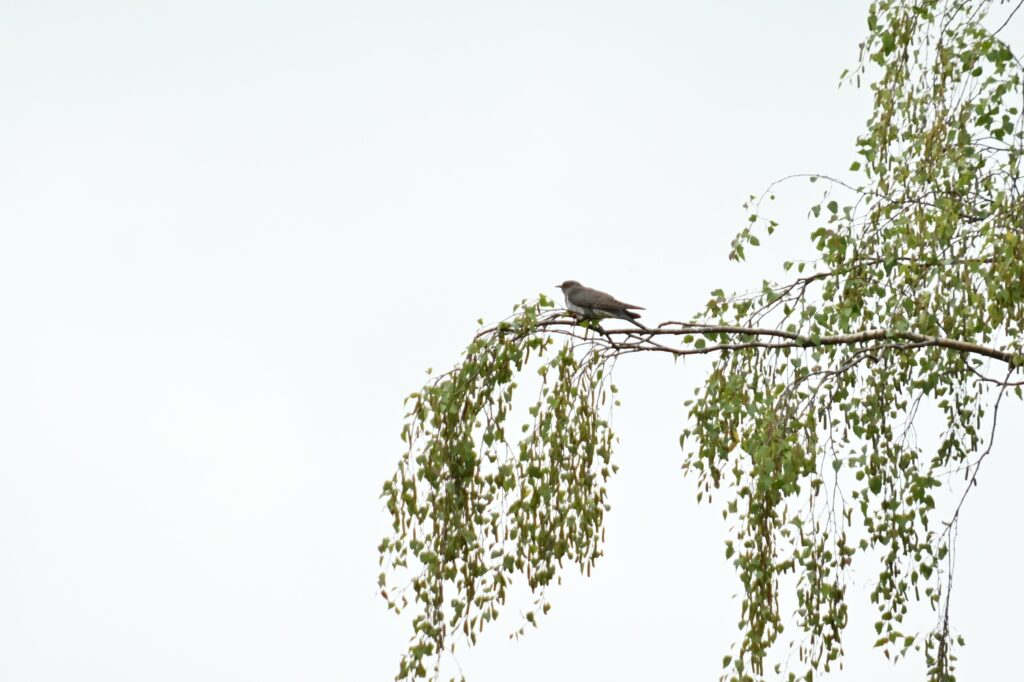 260607 Markiezaat 08 (Petra)