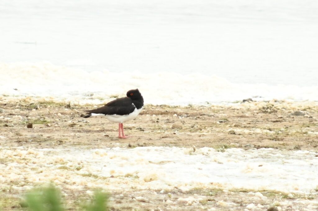 260607 Markiezaat 10 (Petra)