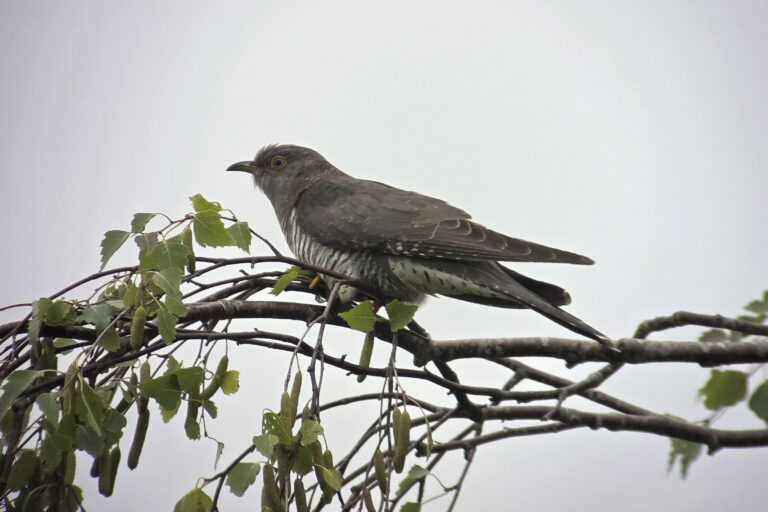 260607 Markiezaat 15 (Jos)