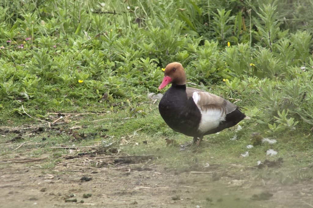 260607 Markiezaat 18 (Jos)