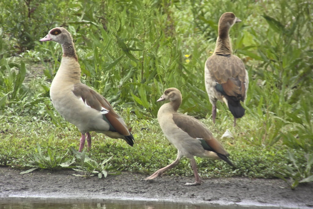260607 Markiezaat 19 (Jos)