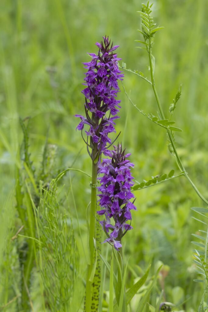 260607 Markiezaat 22 (Heleen)
