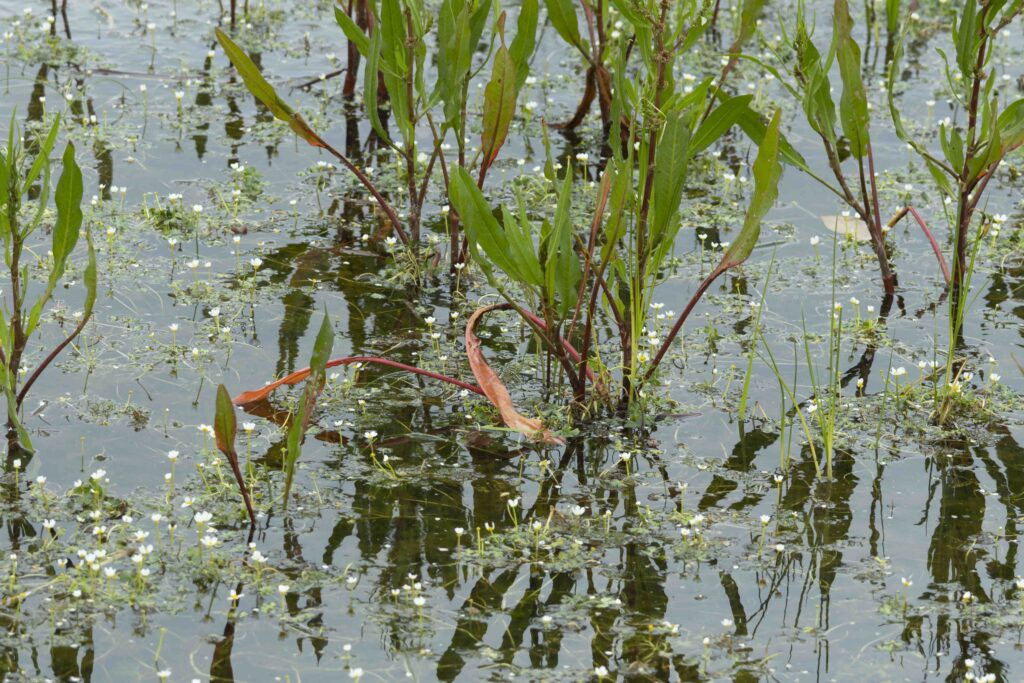 260607 Markiezaat 26 (Heleen)