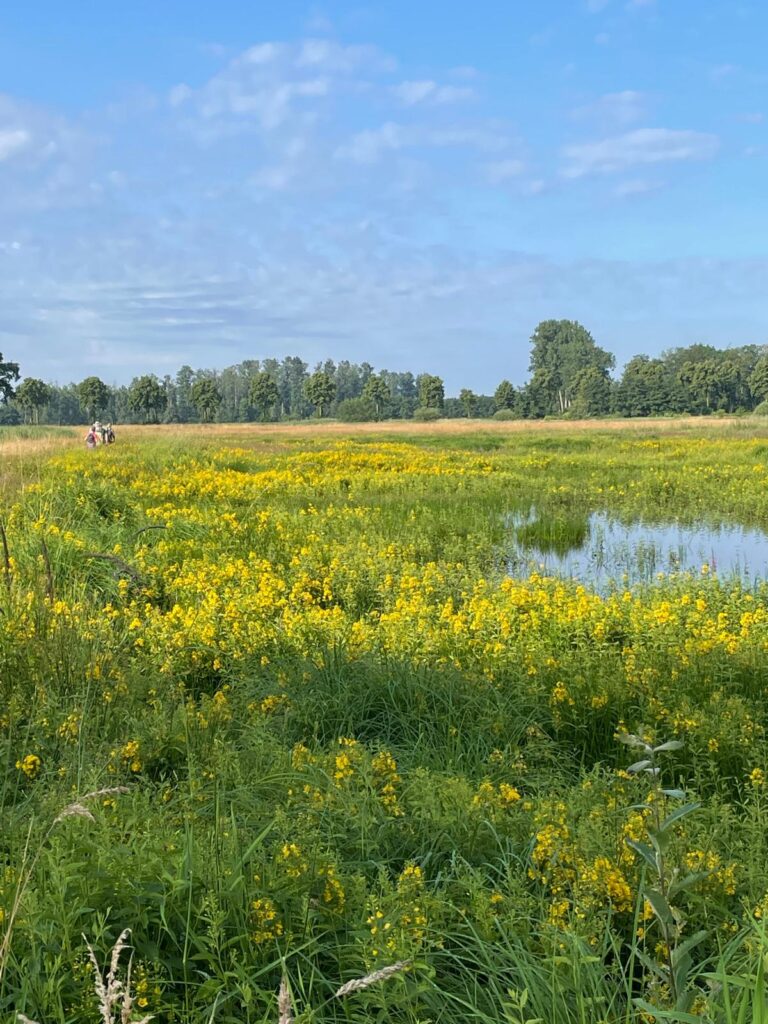 260621 Lange Gooren en Waaijenberg 03 - Bloeiend veld (Rien)
