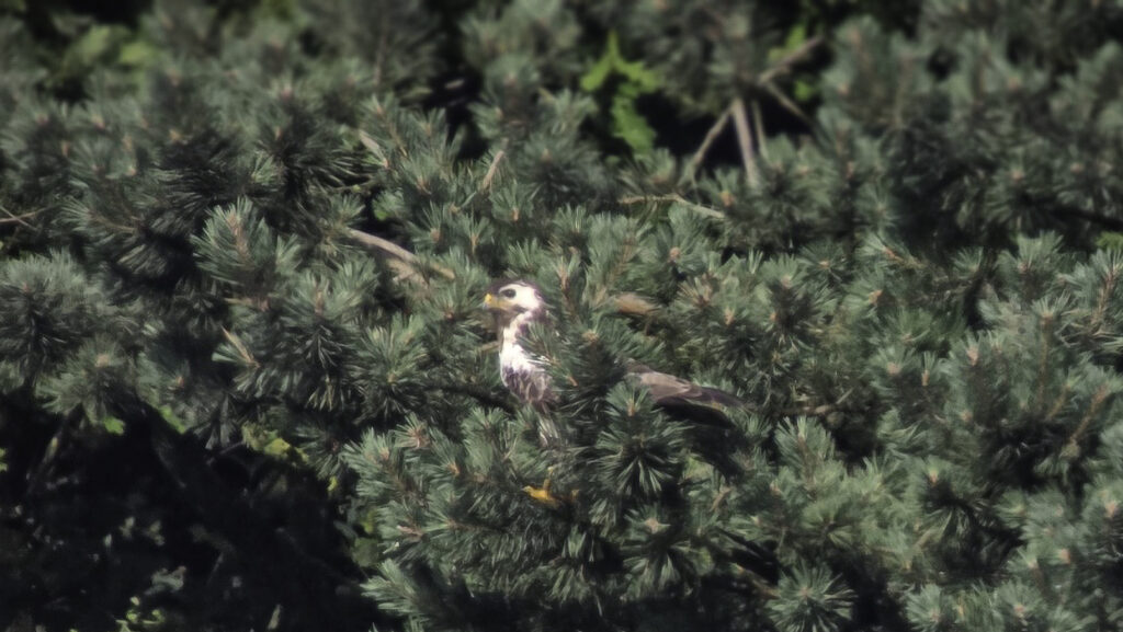 260621 Lange Gooren en Waaijenberg 07 - Buizerd (Jos)