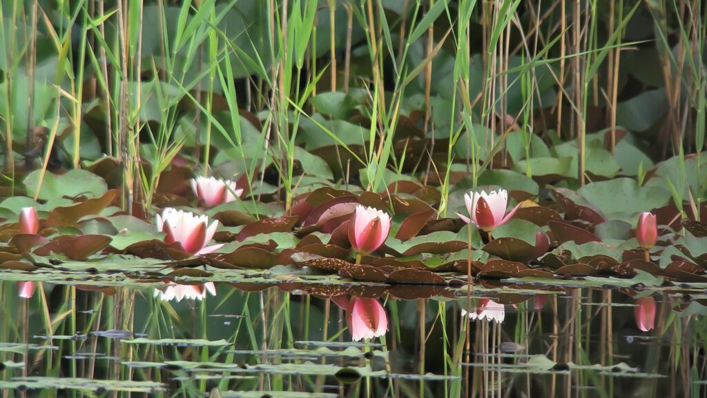260621 Lange Gooren en Waaijenberg 08 - Waterlelie (Jos)