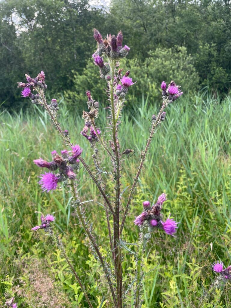 260621 Lange Gooren en Waaijenberg 13 - Distel (Rien)