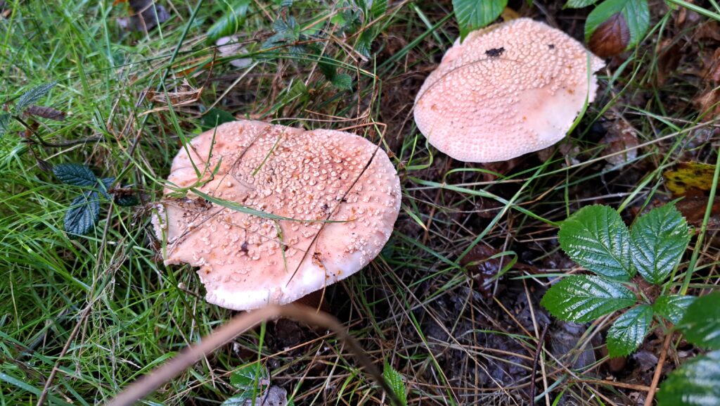 261011 Pannenhoef 06