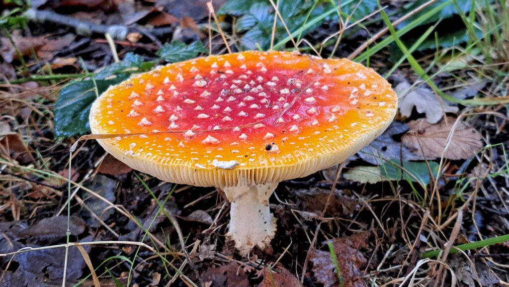 261011 Pannenhoef 07