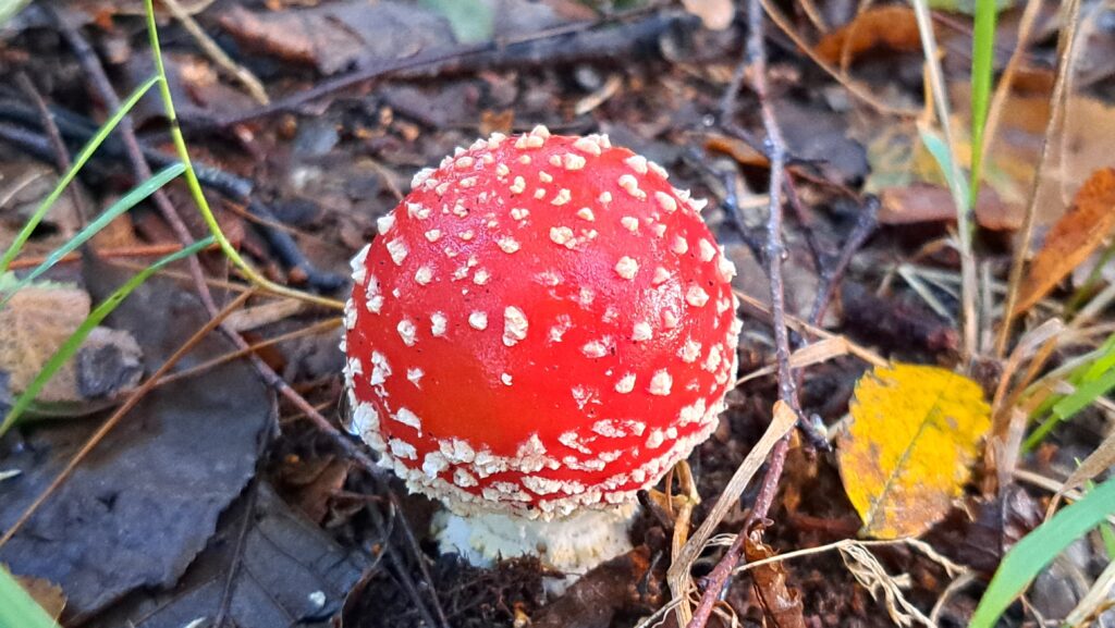 261011 Pannenhoef 08