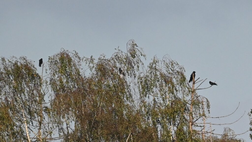 261011 Pannenhoef 18