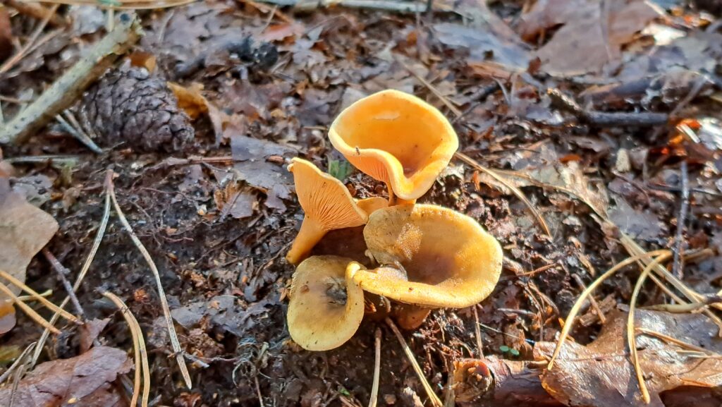 261011 Pannenhoef 27